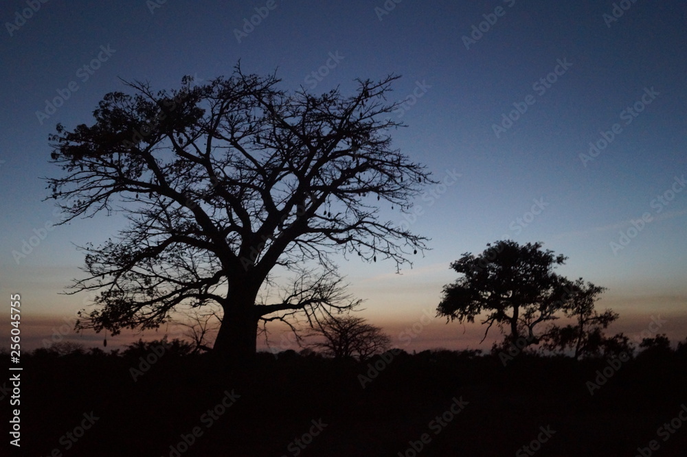 African Tree