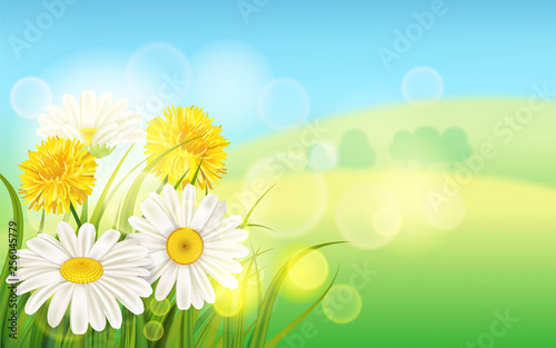 Spring flower daisy juicy, chamomiles yellow dandelions green grass background Template for banners, web, flyer. Vector illustration isolated.