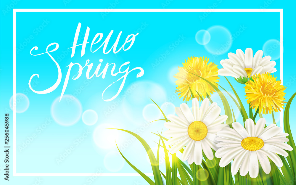 Fototapeta premium Spring daisies, chamomiles dandelions juicy green lettering Spring grass background Template for banners, web, flyer. Vector illustration isolated.