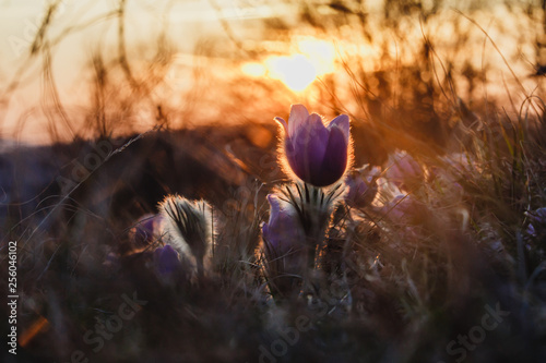 Spring purple pasqueflower