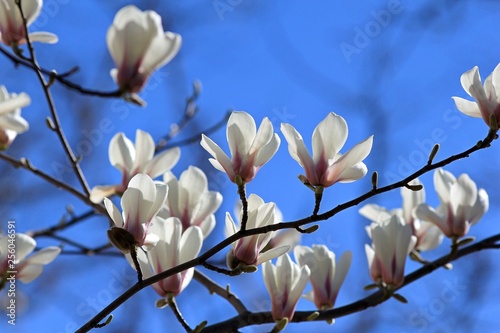 Magnolia flowers against the sky © dinar12