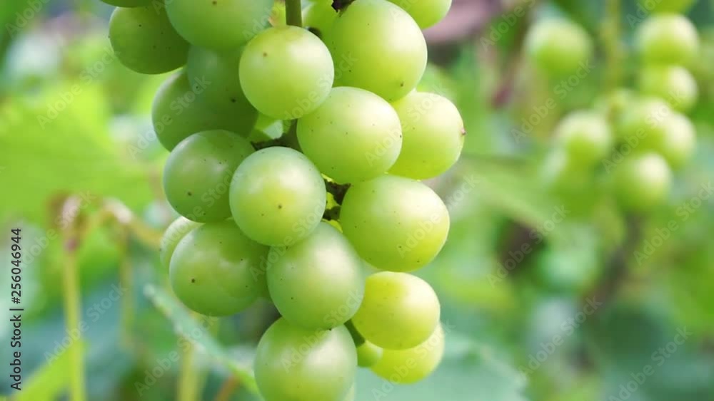 Young green grape berries on the tree. Unripe bunch of green grapes in vineyard. Young green grape berries on the tree. Unripe bunch of green grapes in vineyard.
