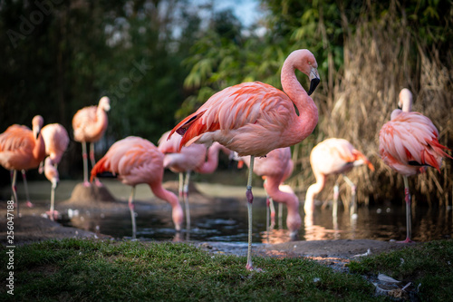 Flamingos in Frankfurt Zoo