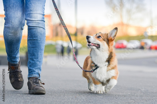 Welsh corgi pembroke dog walking nicely on a leash with an owner during a walk in the city photo