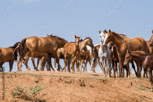 Horses at a watering place drink water and bathe during strong heat and drought. Kalmykia region  Russia.
