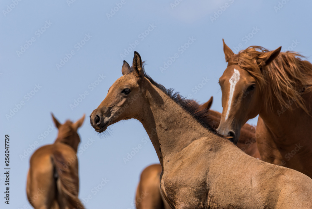 Fototapeta premium Horses at a watering place drink water and bathe during strong heat and drought. Kalmykia region, Russia.