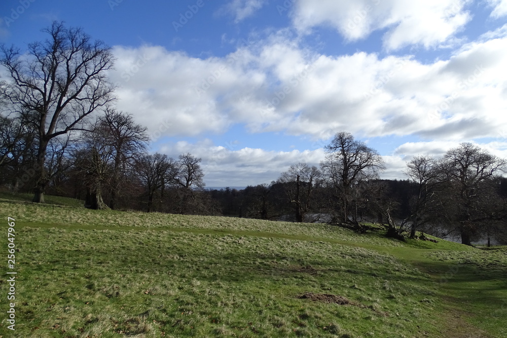 Cloudy blue skies and trees