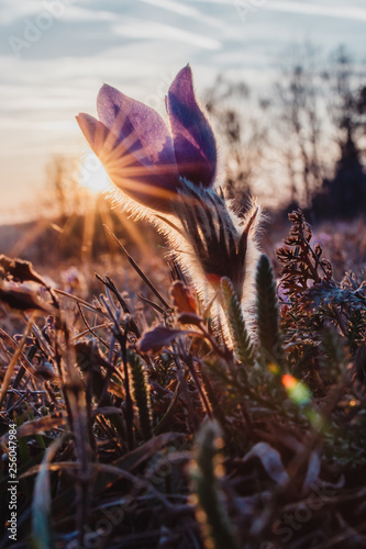spring purple pasqueflower
