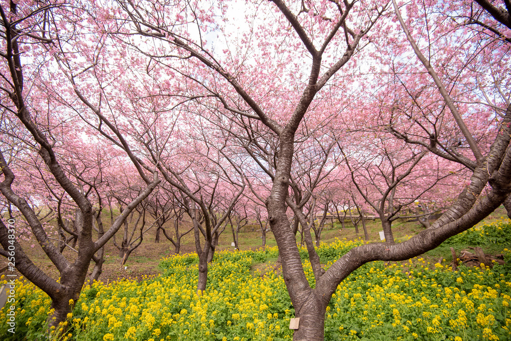 Beautiful Cherry Blossom in Matsuda , Japan Beautiful Cherry Blossom in Matsuda , Japan