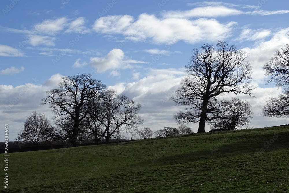 Cloudy blue skies and trees