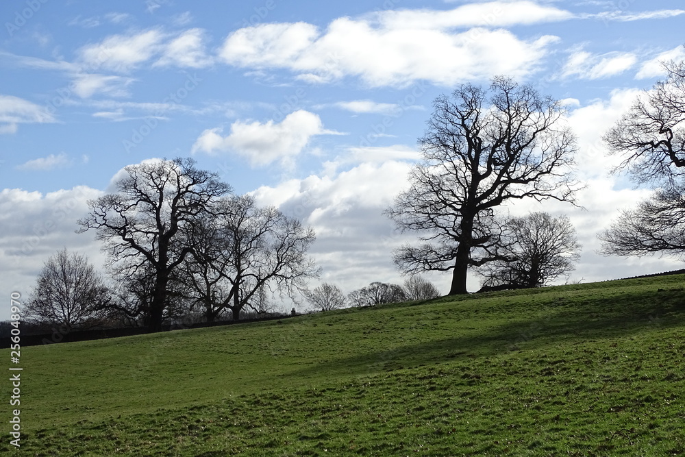 Cloudy blue skies and trees