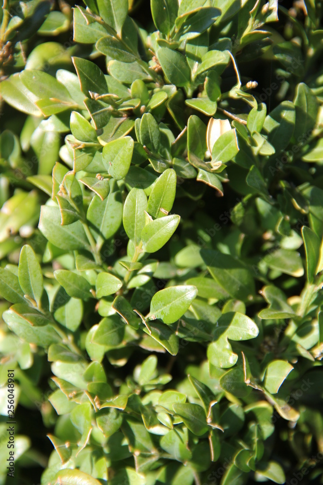 Obraz premium conifers