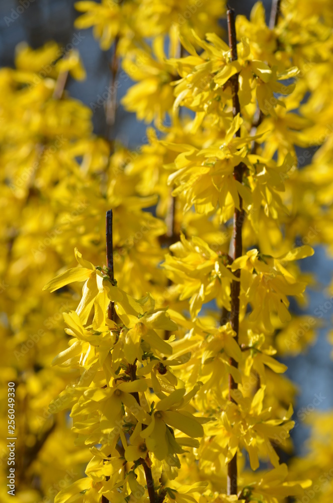 Group of yellow Forsythia flowers towards blue sky in a garden in a sunny spring day, floral background Group of yellow Forsythia flowers towards blue sky in a garden in a sunny spring day, floral background