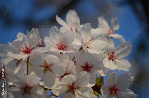 Close up of a branch with white cherry tree flowers in full bloom with blurred background in a garden in a sunny spring day  floral background