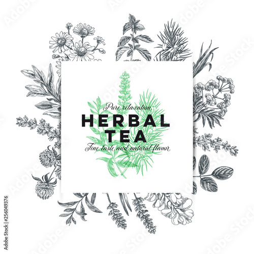 Vector hand drawn tea herb Illustration.