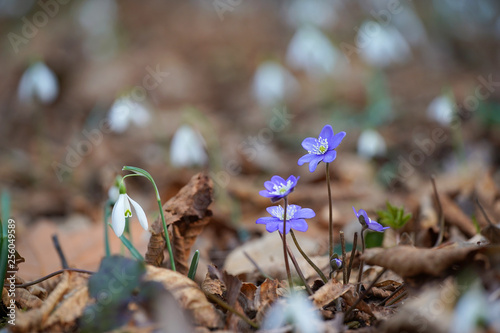 i colori della natura photo