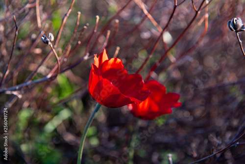 Red poppies on the floral background