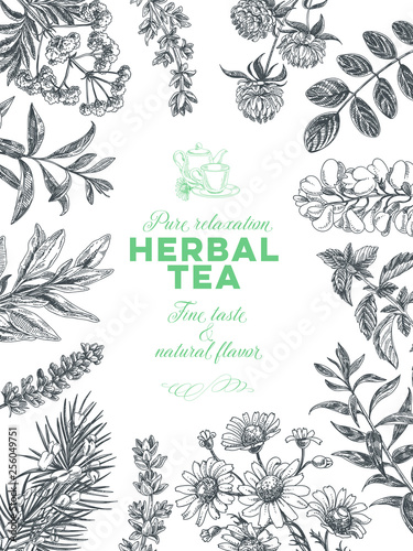 Fototapeta Naklejka Na Ścianę i Meble -  Vector hand drawn tea herb Illustration.