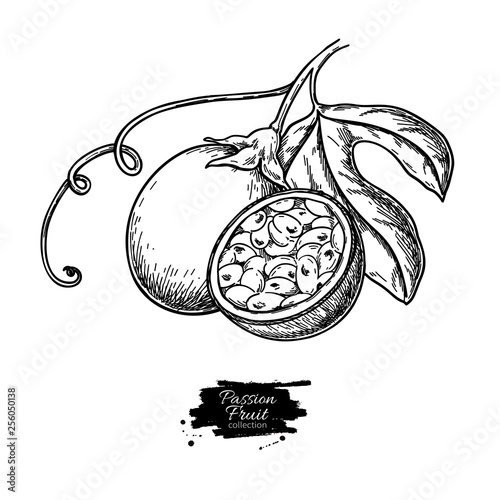 Passion fruit vector drawing. Hand drawn tropical food illustration. Engraved summer passionfruit.