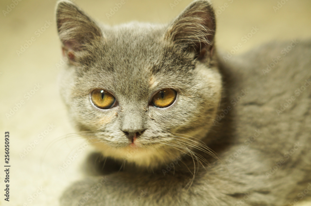 beautiful gray scottish cat with yellow eyes lying on the carpet