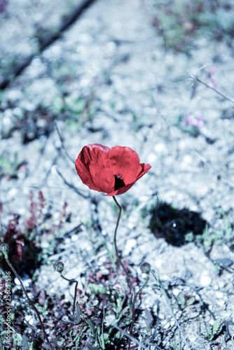 A single red poppy (winter)
