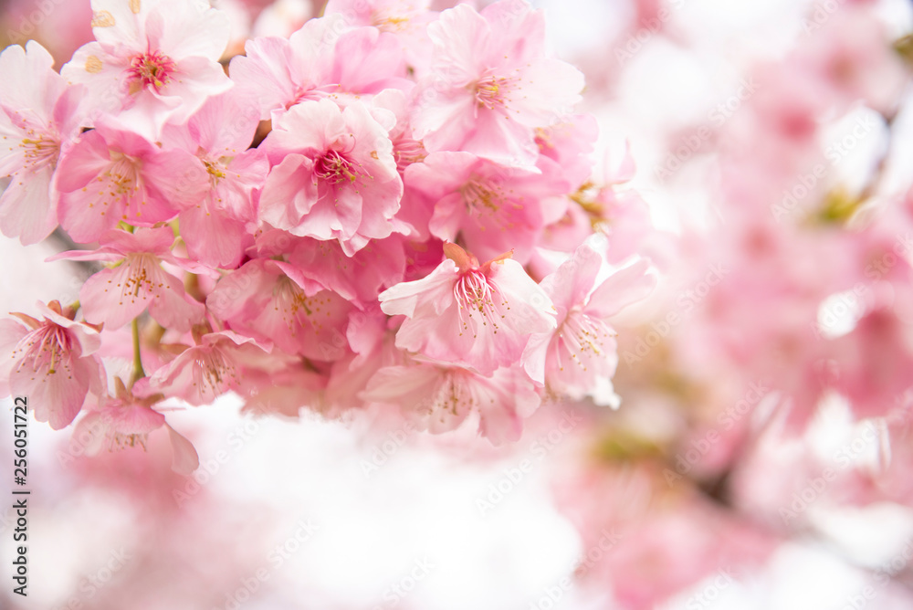 Fototapeta Piękny kwiat wiśni w Matsuda, Japonia