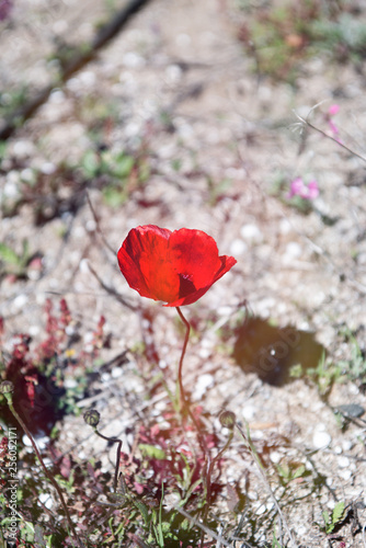 A single red poppy 