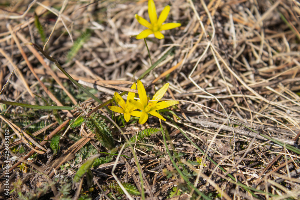 Small yellow flowers on dry grass. The first flowers of spring. Small yellow flowers on dry grass. The first flowers of spring.