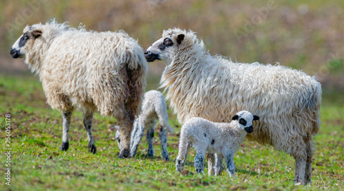 sheep with cute newborn lambs