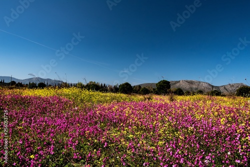 a meadow in spring