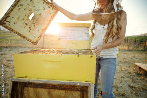 Woman beekeeper lifts top of bee hive box photo