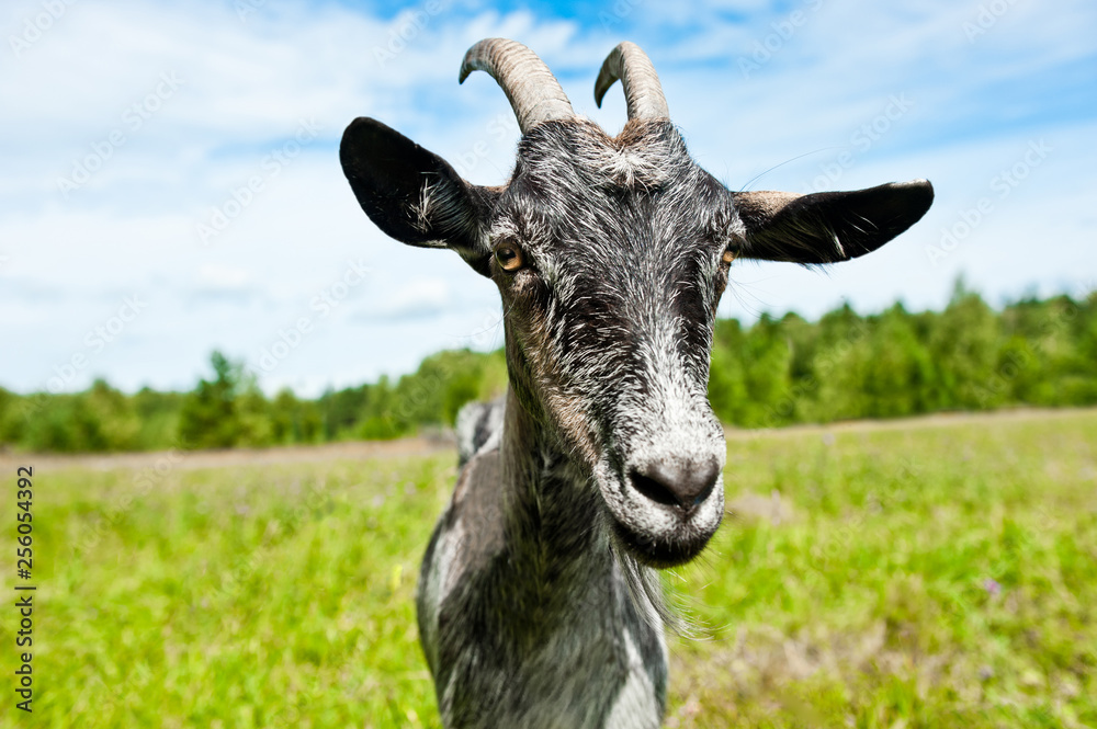 A grey goat in a field, close-up