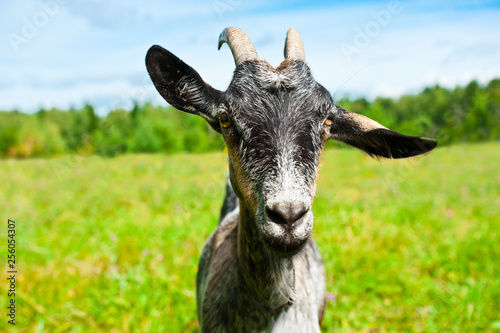 grey goat in a field near a forest