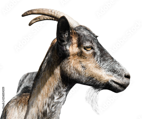 grey goat portrait in profile, isolated on white background