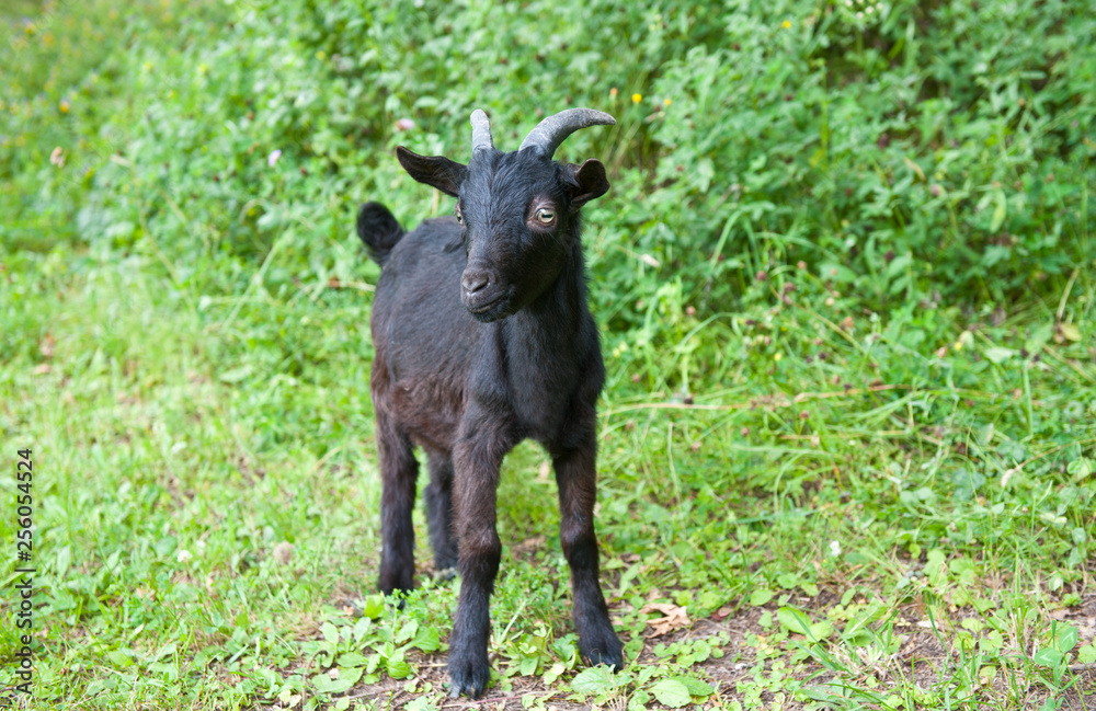 Young black goat on green grass Young black goat on green grass