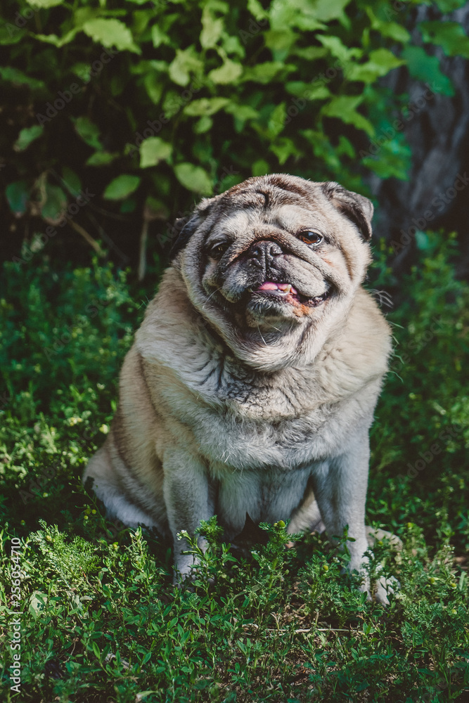a pug dog sitting on the grass in a sun beam a pug dog sitting on the grass in a sun beam