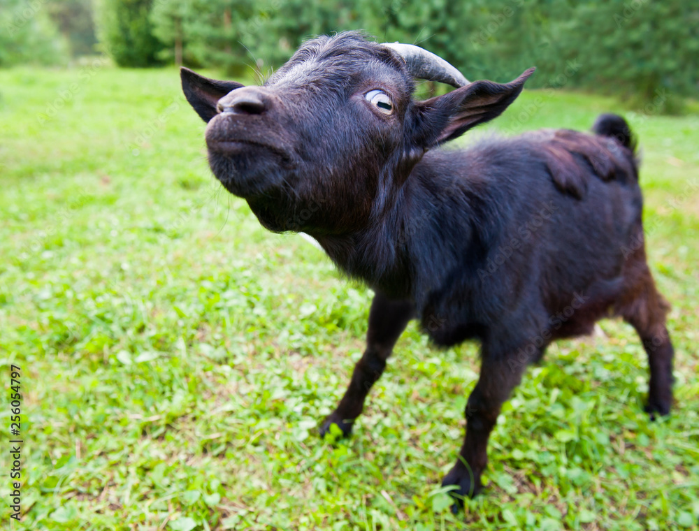 Young funny black goat on green grass Young funny black goat on green grass