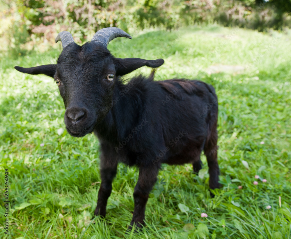 Young funny black goat on green grass