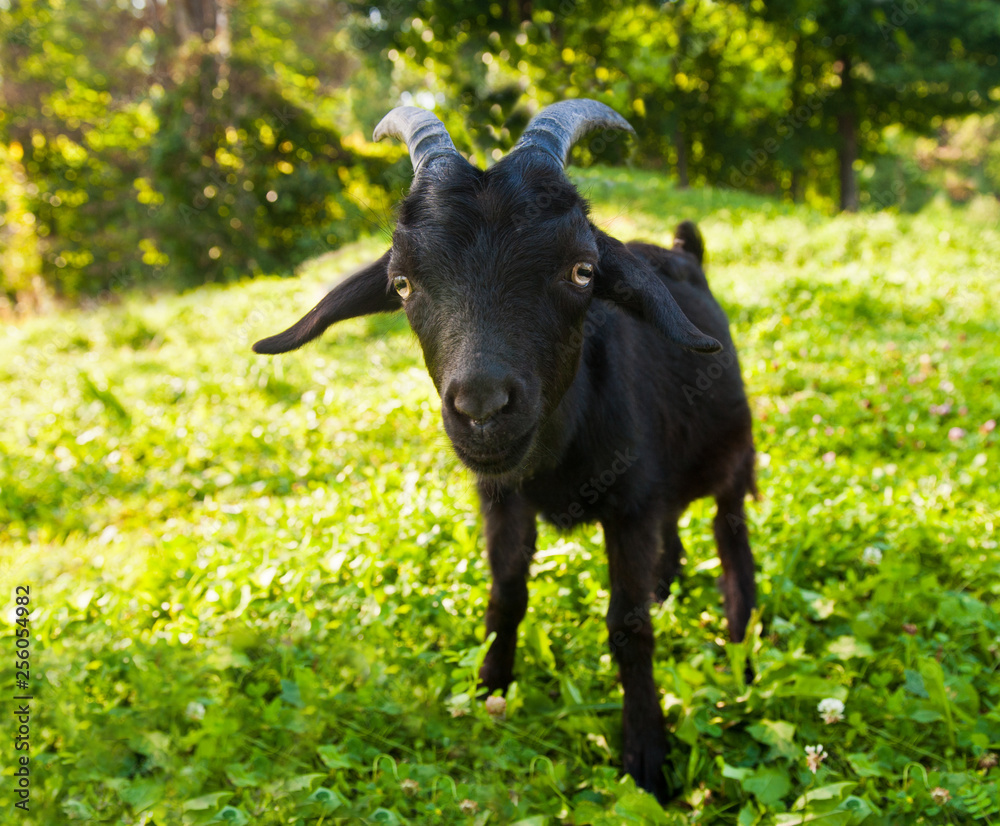Young funny black goat on green grass Young funny black goat on green grass