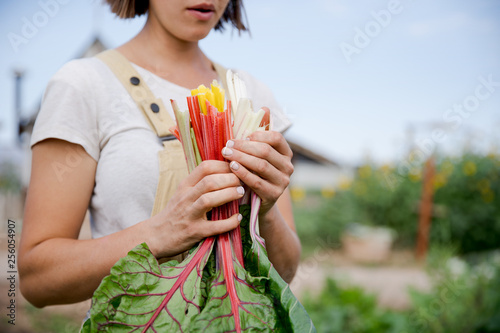 Woman farmer  holding bunch of rainbow chard
