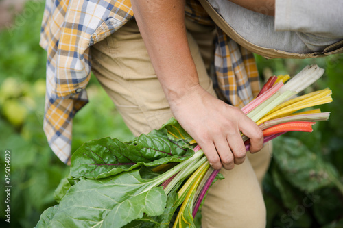 Farmer picking rainbow chard
