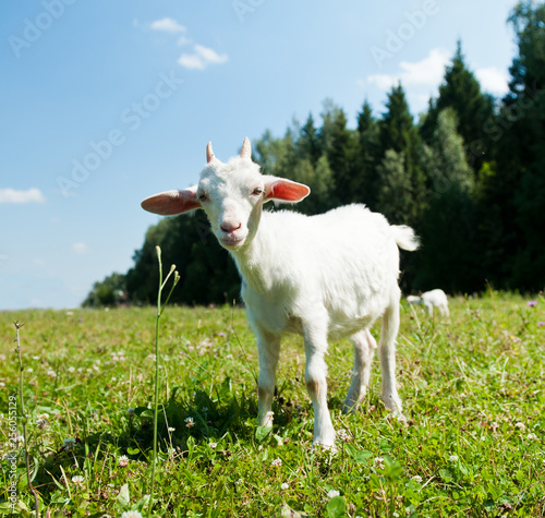 A young goat grazing in a meadow