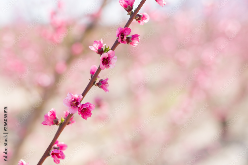Beautiful pink peach flowers petals and trees blooming on a spring sunny day Beautiful pink peach flowers petals and trees blooming on a spring sunny day
