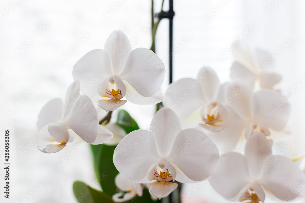 White orchid isolated on white blurred background. Soft lovely flowers are seen in an artistic composition, Phalaenopsis flower, place for text White orchid isolated on white blurred background. Soft lovely flowers are seen in an artistic composition, Phalaenopsis flower, place for text