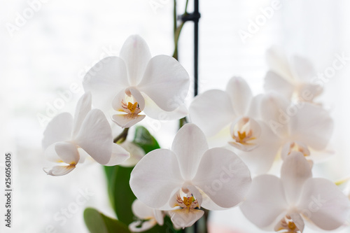 Fototapeta Naklejka Na Ścianę i Meble -  White orchid isolated on white blurred background. Soft lovely flowers are seen in an artistic composition, Phalaenopsis flower, place for text