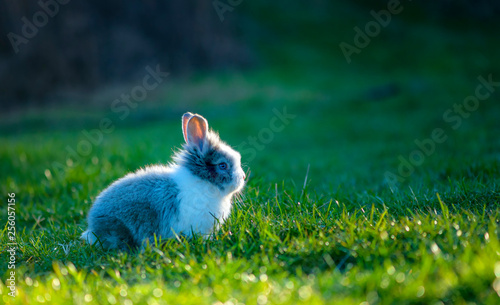 Little rabbit on green grass in summer day