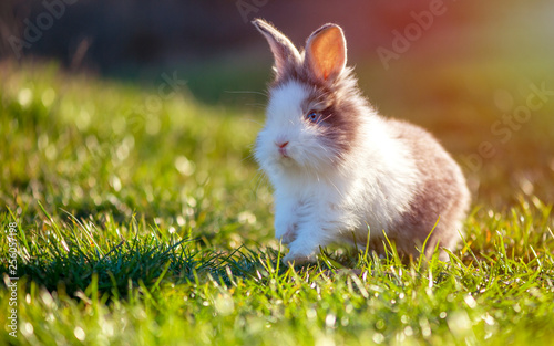 Little rabbit on green grass in spring day