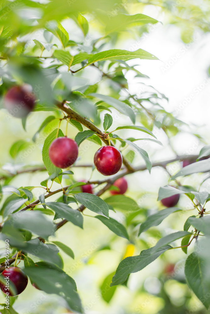 Red ripe plums on the tree, ripe berry on the branch of a plum tree in the garden
