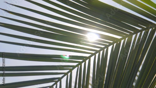 The sun's rays make their way through the branches of palm trees. Sky, clouds, breeze