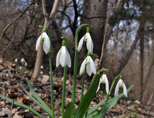 Flowering snowdrops in the woods photo